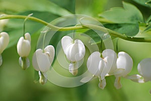 White Bleeding Heart Flower Blossoms