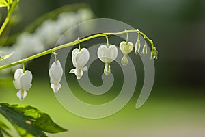 White bleeding heart flowers