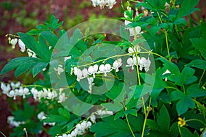 White bleeding heart flowers Dicentra spectabilis Alba in spring garden