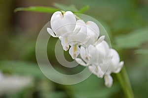 White Bleeding Heart Flowers on Vine