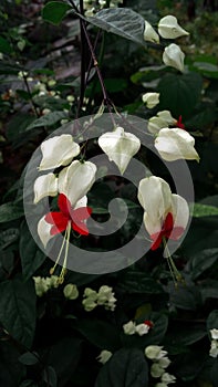 The White Bleeding Heart Vine flower