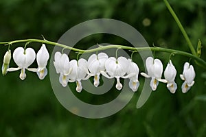 White Bleeding Hearts photo