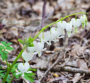 White Bleeding Hearts - Dicentra spectabilis