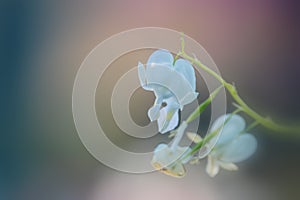 White bleeding hearts flowers with shallow depth of field