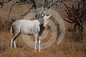 White blesbok (Damaliscus pygargus phillipsi)