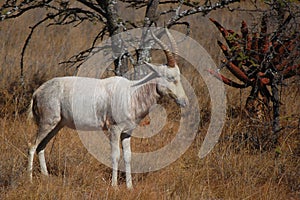 White blesbok (Damaliscus pygargus phillipsi)