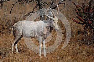 White blesbok (Damaliscus pygargus phillipsi)