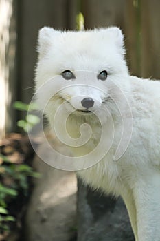 White blind fox