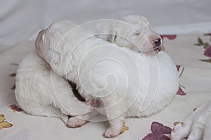 White blind newborn baby puppy cuddles with its brother puppy