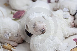 White blind newborn baby puppy sleeping next to other puppies