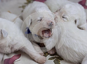 White blind newborn baby puppy yawns opened its mouth