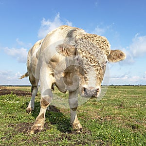 White blond Charolais bull with curls approaches threateningly, looking dangerous in a green field and blue sky