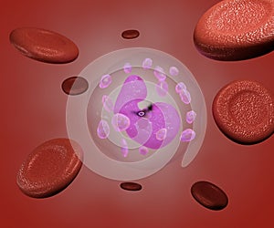 White blood cell along with red blood cells in the capillary