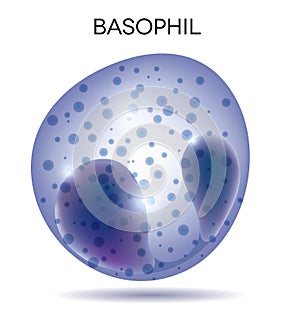 White blood cell Basophil photo