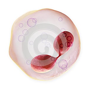 White Blood Cell - Eosinophil