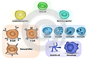 White Blood cell formation