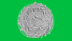 White blood cell on green screen