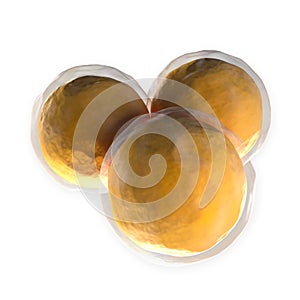 White Blood Cell - Lymphocyte