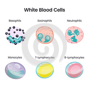 White Blood Cell scientific vector illustration infographic