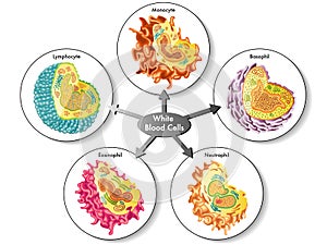 White blood cells photo