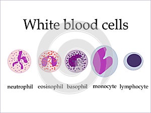 White blood cells photo