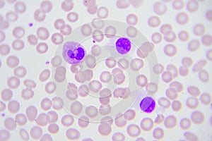 White blood cells