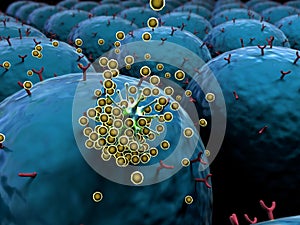 White blood cells inside the blood vessel