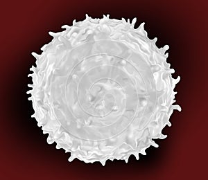 White blood cells-leukocytes or leucocytes part of the immune system