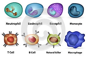 White blood cells overview