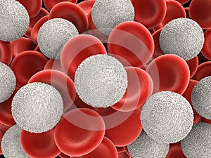 White blood cells with red blood cells