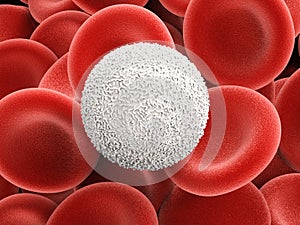 White blood cells with red blood cells