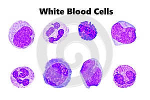 White blood cells photo