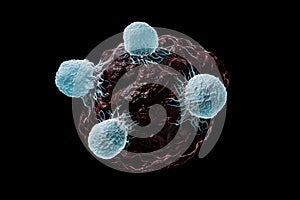 White blood cells, T lymphocytes or natural killers T attack a cancerous or infected cell 3D rendering illustration isolated on photo