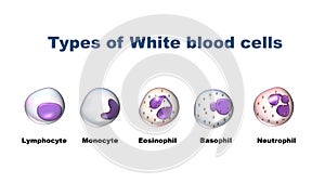 White blood cells, leukocytes types photo