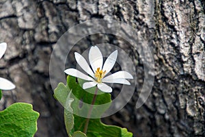 White bloodroot spring wildflower