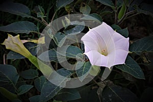 White bloom blues up of a poisonous flower