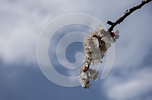 White bloom cherry flowers in sunny April day