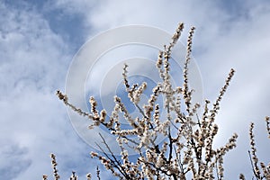 White bloom cherry flowers in sunny April day