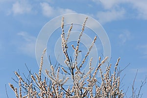 White bloom cherry flowers in sunny April day