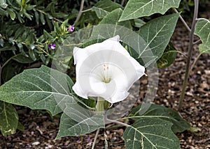 A white bloom of Datura Innoxia