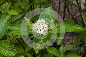 white bloom of a dogwood shrub in the early afternoon
