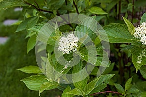 white bloom of a dogwood shrub in the early afternoon