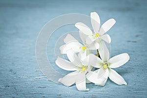 White bloom flower. Orange Jessamine on wooden.