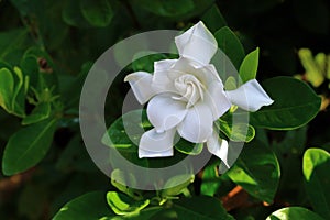 white bloom gardenia jasminoides with leaves