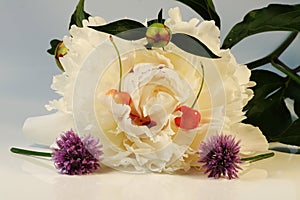 A white bloom of paeonia with cherry and chives on the white background with yellow light