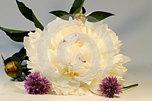 A white bloom of paeonia on the white background with bloom of chives