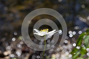 White bloom yellow center.