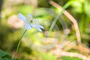 White bloom yellow center side view bright green bokeh background.