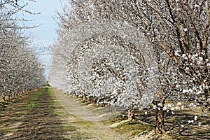 White blooming almond orchard