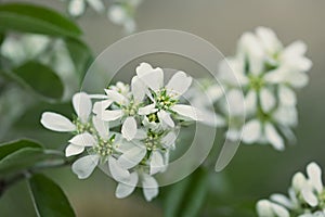 White blooming Amelanchier alnifolia